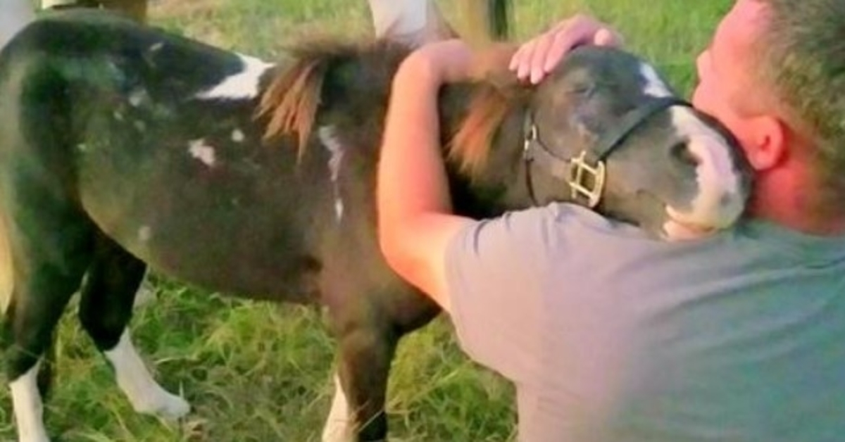 Misbruikte pony verkocht voor vleeshandel, omhelst man die hem op het laatste moment redde