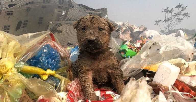 Gedumpt om te worstelen in de garagewagen, arme puppy werd gespot en gered