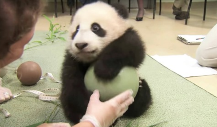 Ze probeerden de bal van Panda af te pakken, hij gooit de meest schattige driftbui