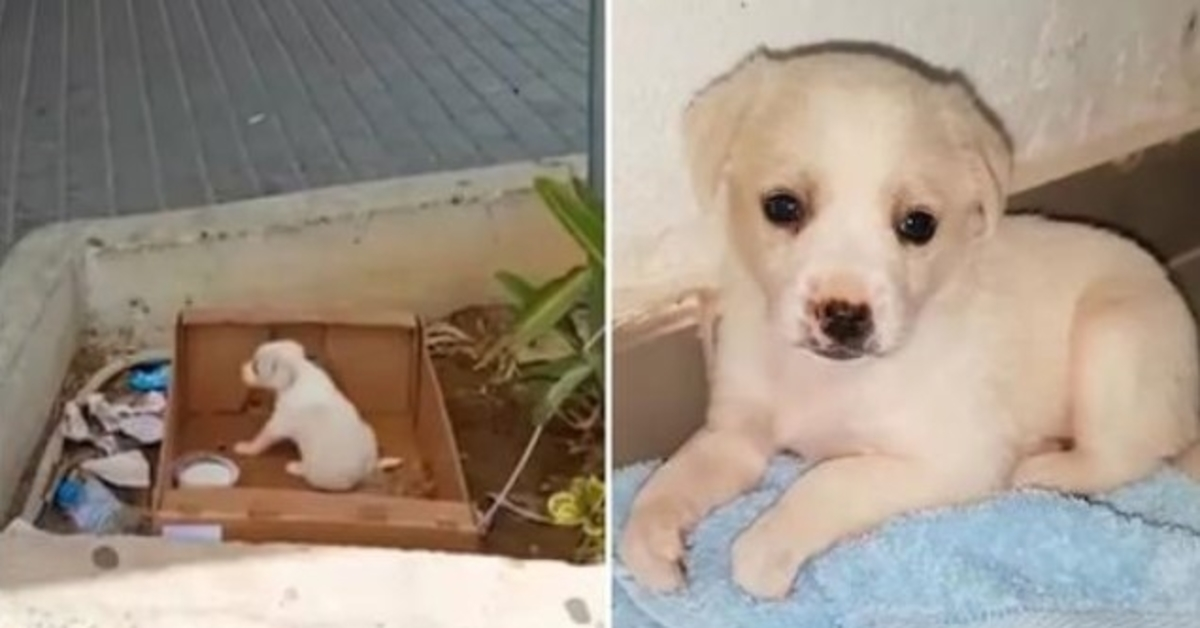 Puppy achtergelaten buiten supermarkt kan haar geluk niet verbergen toen iemand haar mee naar huis kwam nemen