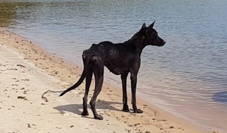 Man op cruise in Amazone-jungle vindt hond op onbewoond eiland