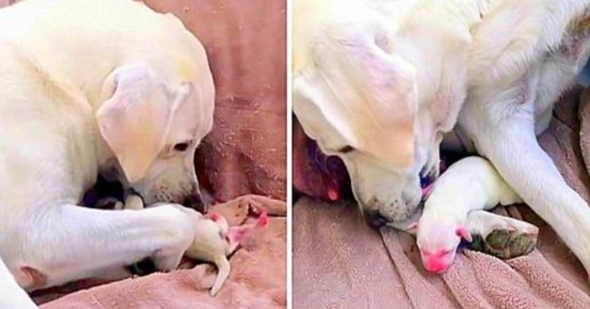 Mama Dog probeert wanhopig haar zwakste puppy en de rest van haar nest te redden