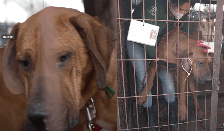 Robin was de laatste hond die werd gered van de vleesboerderij en was bang om zijn kennel te verlaten