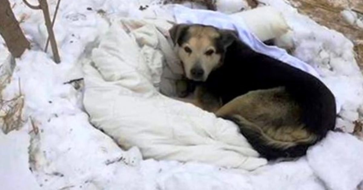 Honden in de roedel van Stray sterven een voor een, de laatste die overblijft wordt helemaal alleen