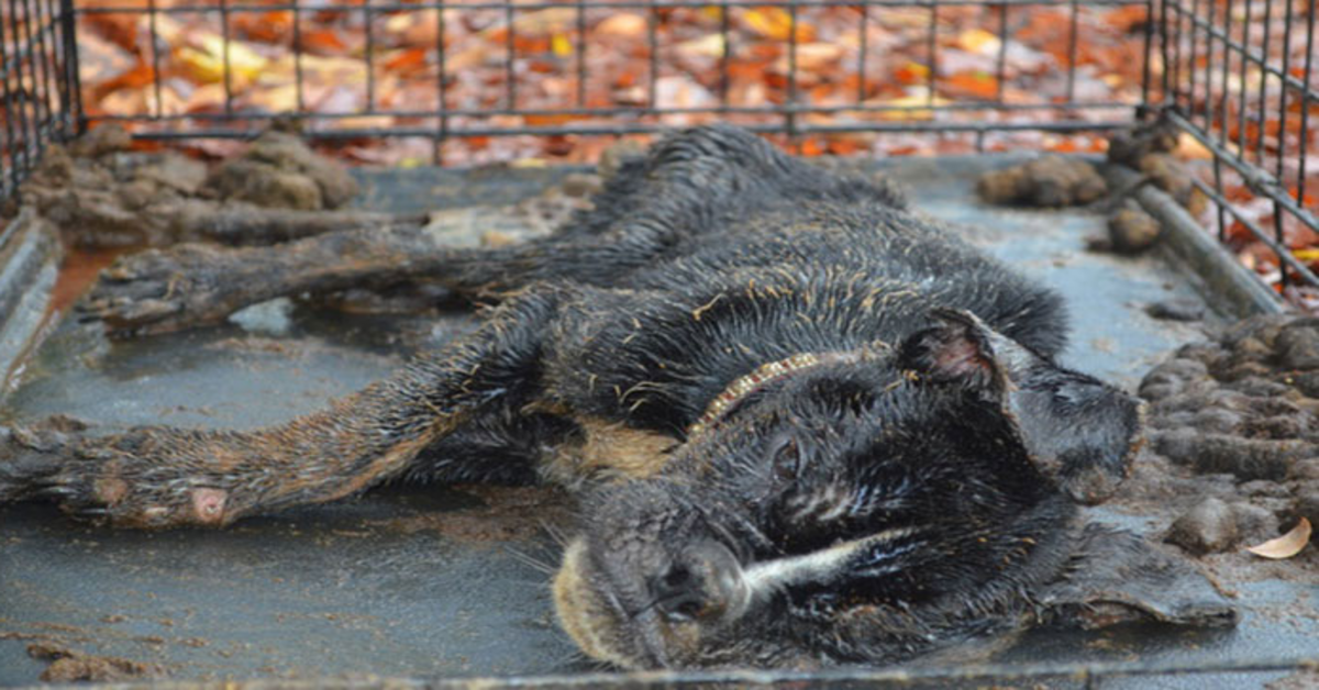 Stervende hond gevonden opgesloten in een krat helemaal bedekt met uitwerpselen wordt volledig getransformeerd door liefde