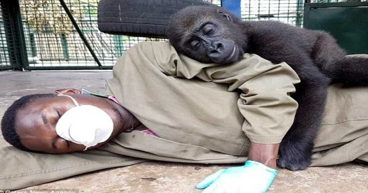 Verweesde gorilla eist om geknuffeld te worden door zijn verzorger nadat hij gered is