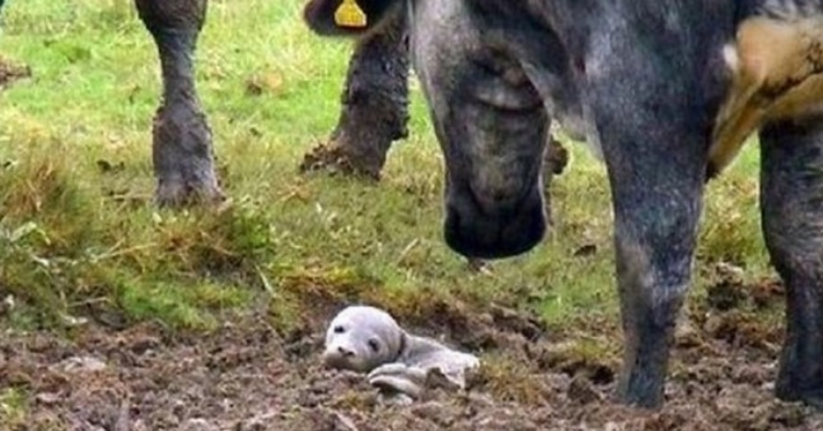 Man vindt stervende puppy levend in de grond begraven, maar het is ‘helemaal geen puppy’