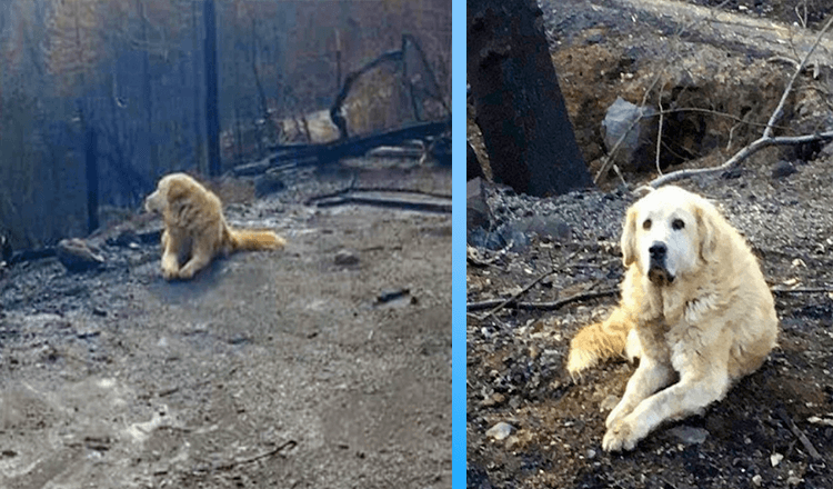 Familie keert een maand na brand terug naar huis en vindt hun hond die op hen wacht