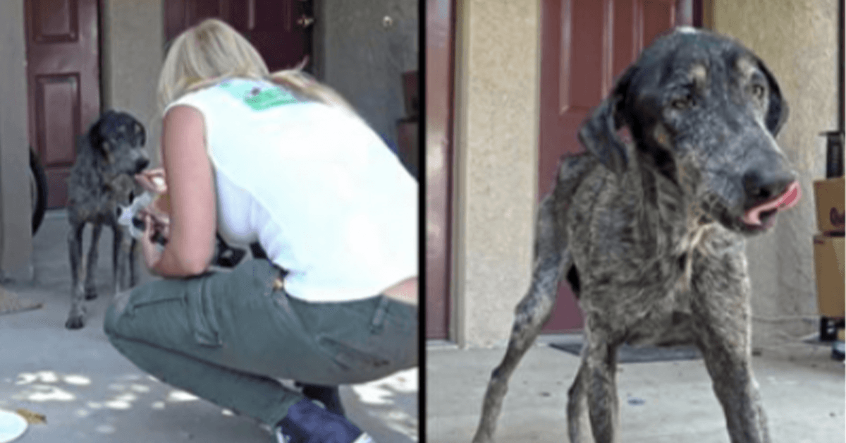 De eigenaar van de hond dacht dat ze twee jaar geleden was overleden, maar reddingswerkers vonden haar alleen in de bergen