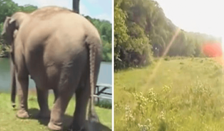 Olifant wacht weken op de terugkeer van de beste vriend van een hond – kijk met ontzag hoe ze herenigen