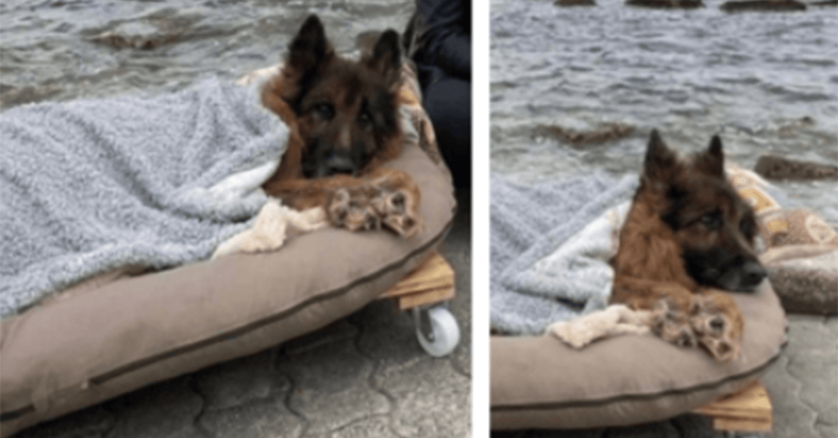 Oude en verlamde hond die in de steek werd gelaten, ontmoet de zee en ware liefde voordat hij sterft