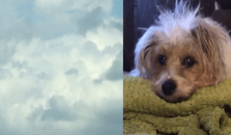 Rouwende vrouw ziet het gezicht van haar hond in de wolken uren nadat hij is overleden