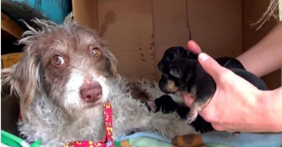 Hond is bang dat ze haar puppy’s steelt, dus laat ze ze ze een voor een likken