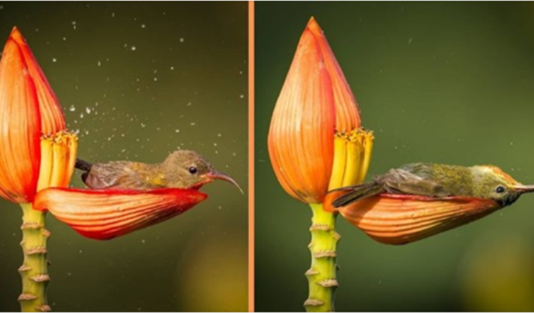 Fotograaf legt kleine vogel vast met een bloemblad als haar badkuip