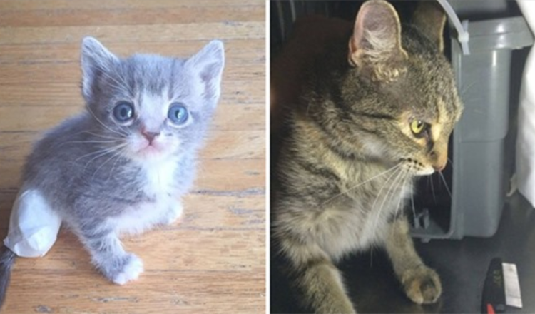 Kattenmoeder smeekt haar redder om haar vrij te laten, zodat ze haar naar haar gewonde baby kan leiden