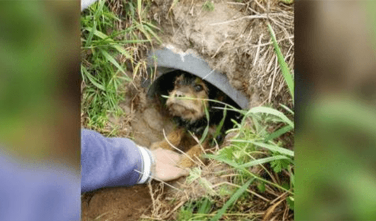 Deze hond met gebroken poten leefde alleen in een greppel