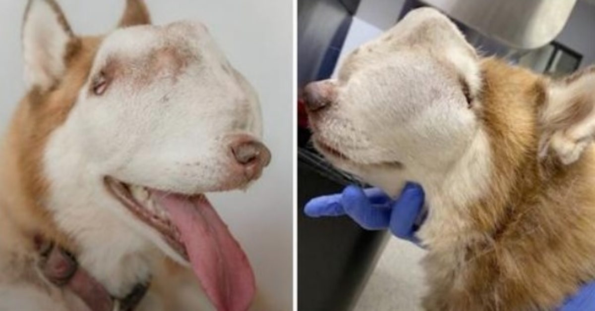 Vrouw adopteert “ongewenste” husky met tumor die hele neusholte en gezicht binnendringt