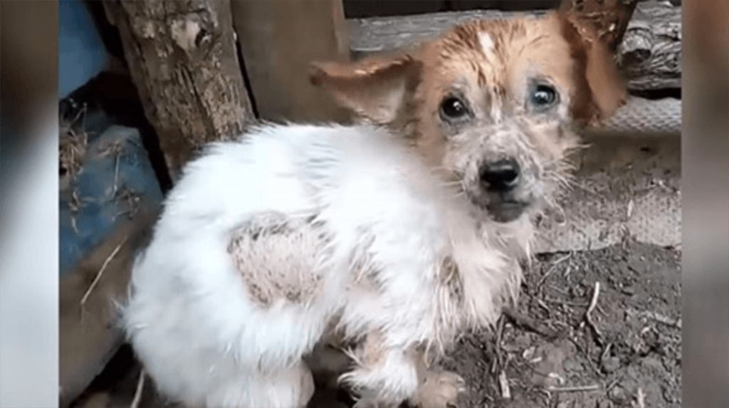 Met stappen van pijn nadert hond Redders die hopen weg te rennen van zijn ellendige leven!