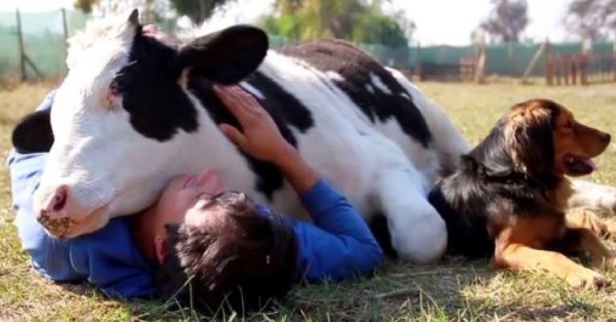 Kalf werd mishandeld voordat hij werd geslacht, man toonde hem liefde met een knuffel