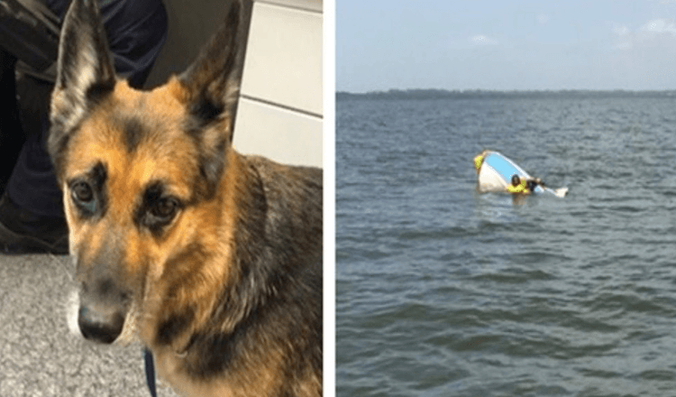 Hond loopt 11 uur lang te water om eigenaar te redden nadat zijn boot is gezonken