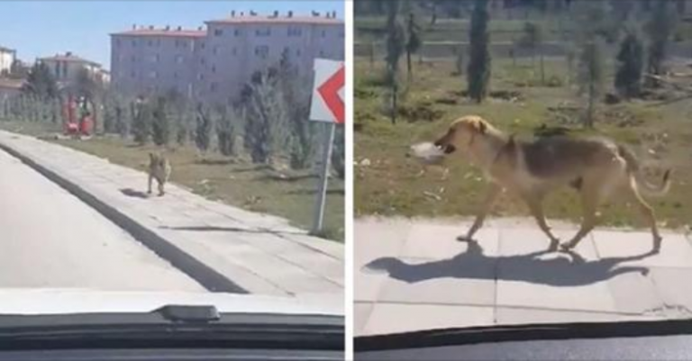 Man ziet een zwerfhond een kom eten dragen en besluit haar te volgen