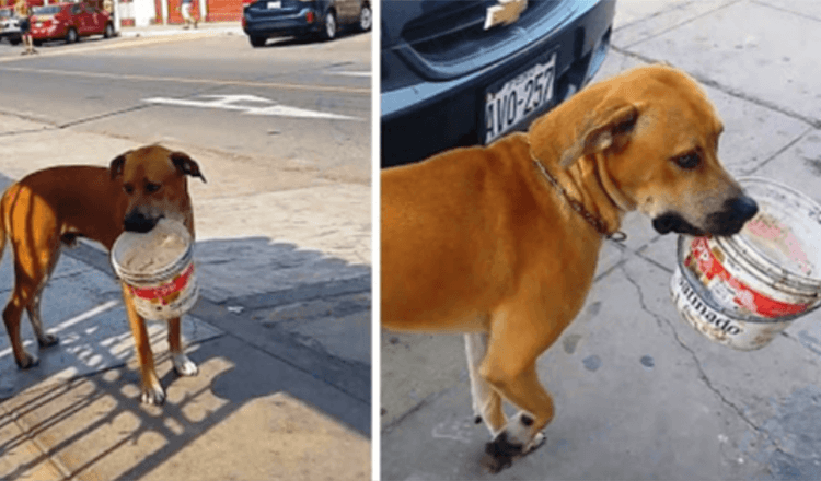 Droevige dakloze hond die dagenlang dorst heeft, vindt weggegooide emmer en smeekt om wat water