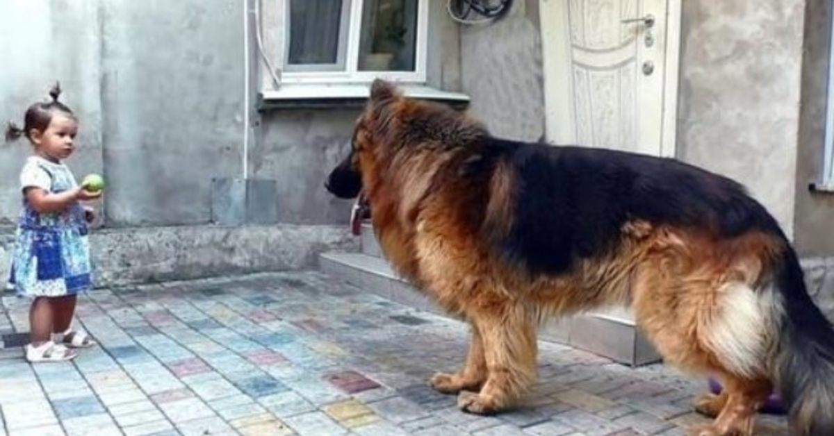 Het meisje redde een grote hond van de markt. Niemand hield ervan, terwijl het warmte en geluk zocht.