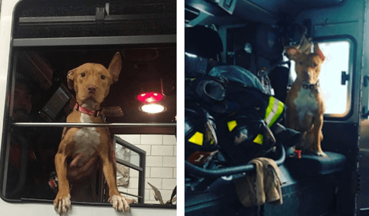 Hond achtergelaten door haar familie hangt nu de hele dag rond bij brandweerlieden