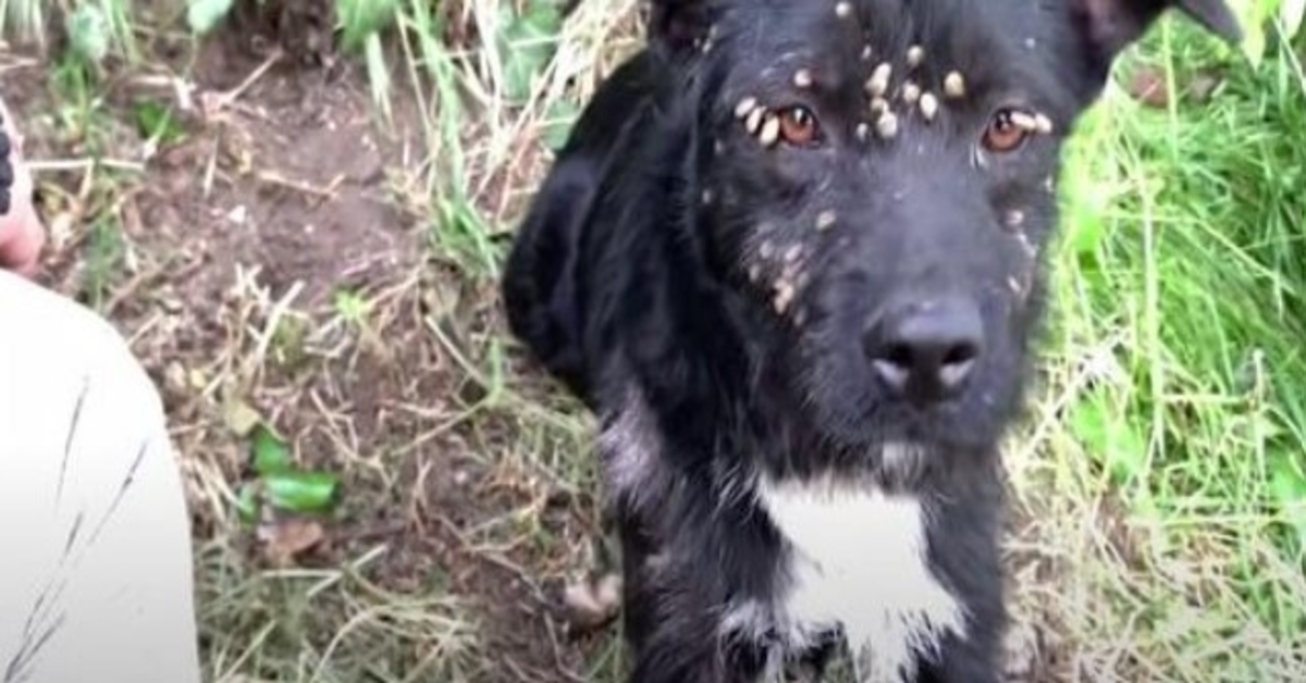 Verlaten trieste hond bedekt met teken en vastgebonden aan post gered