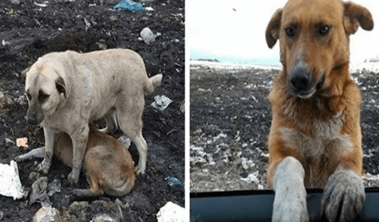 Zwerfhond die op de vuilnisbelt woonde, zou mensen smeken hem te adopteren