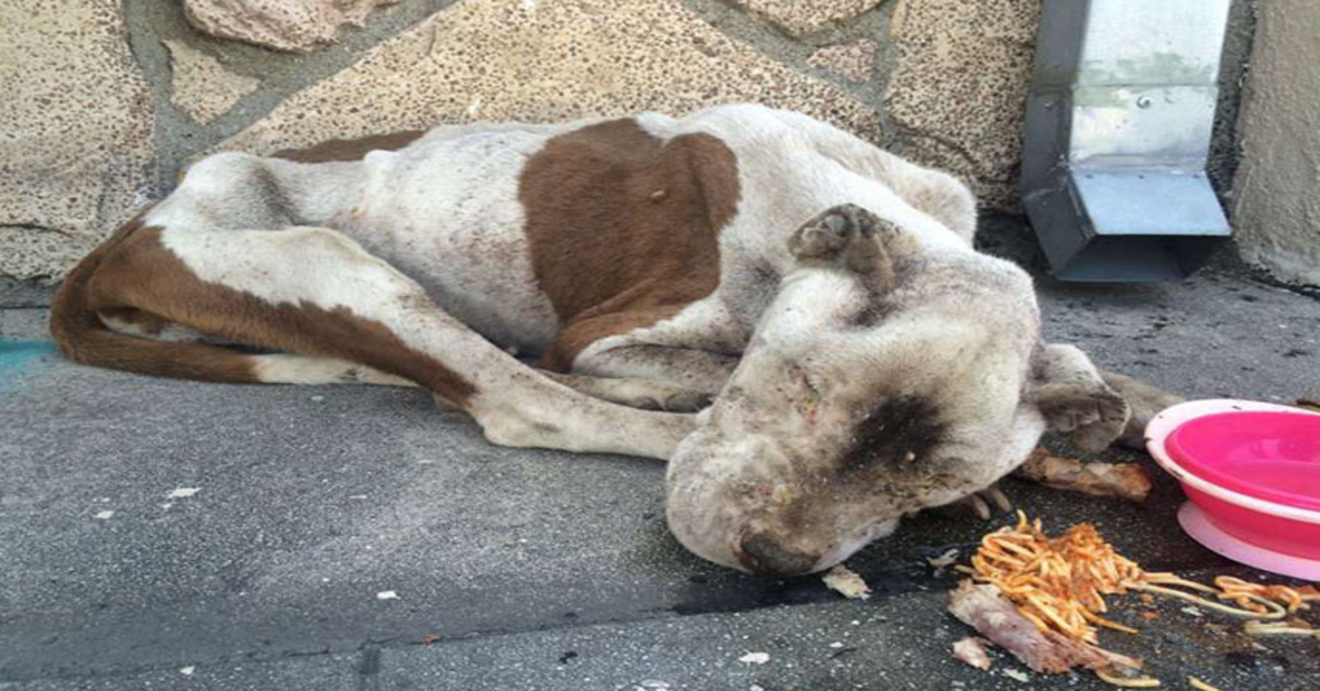 Uitgehongerde hond die stervend op een stoep wordt gevonden, krijgt wat liefde, en het is moeilijk te geloven dat het dezelfde hond is