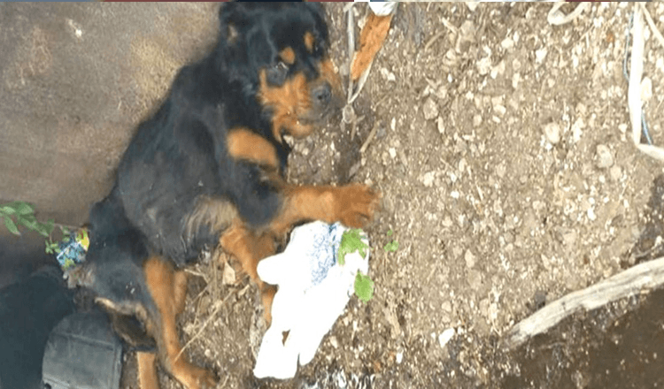 Verlamde hond achtergelaten bij vuilcontainer Nooit gedacht dat iemand haar zou vinden