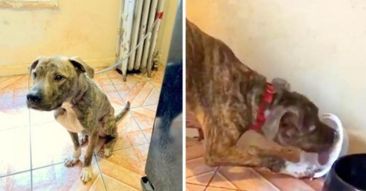 Pit Bull uitgehongerd en 6 maanden vastgeketend aan radiator, eet sneeuw en denkt dat het eten is