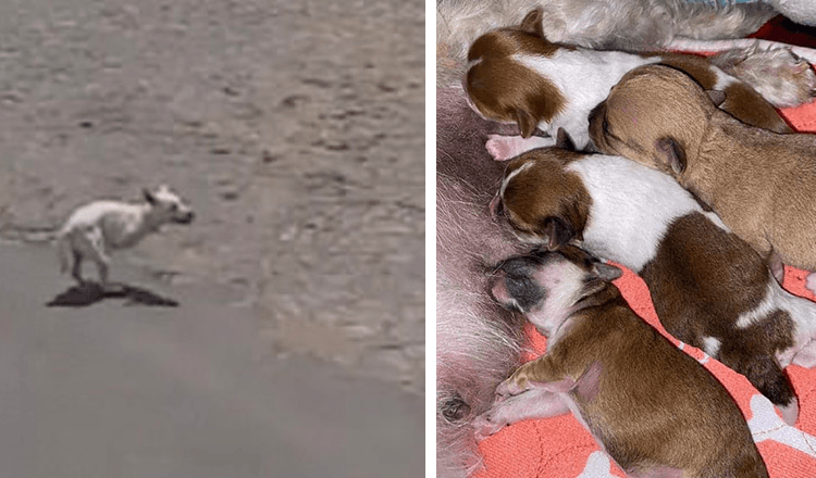 Hond huilde in de buurt van het strand om aandacht in de hoop dat iemand haar zou helpen met haar pasgeboren puppy’s