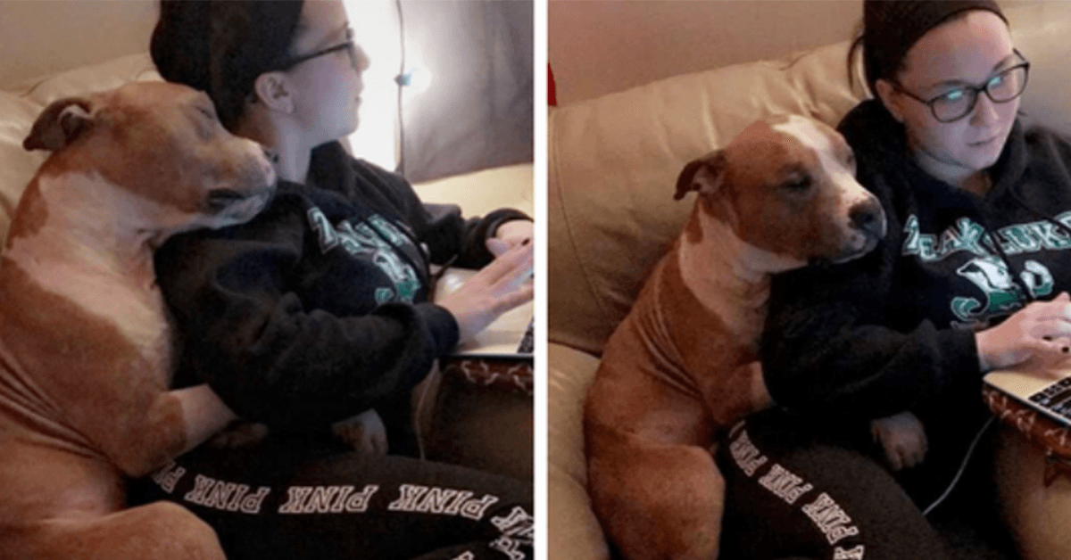 Een vrouw adopteerde een pitbull en hun eerste foto ging het internet over