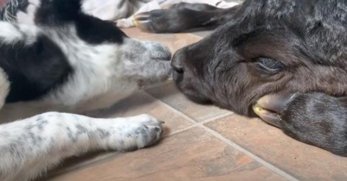 Onbaatzuchtige puppy helpt stervend kalf dat in de vrieskou is geboren