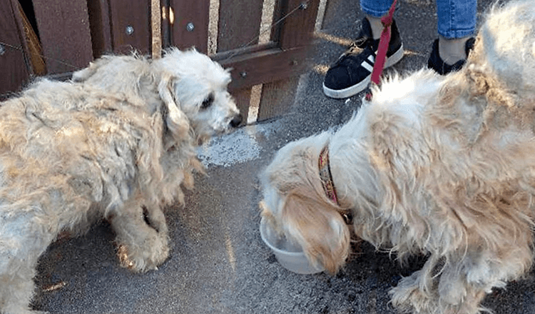 Slordige honden namen elkaar in vertrouwen nadat ze op straat waren geschopt