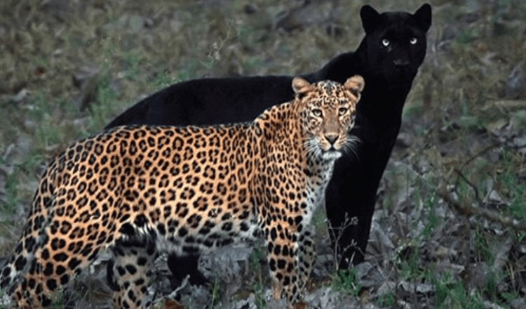 Fotograaf maakt ongelooflijke foto van stel luipaard en zwarte panter