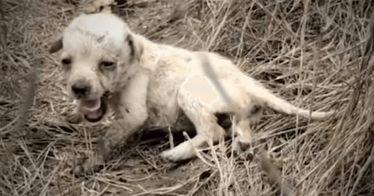 Kleine puppy achtergelaten in een veld, voelt helemaal alleen liefde voor de eerste keer