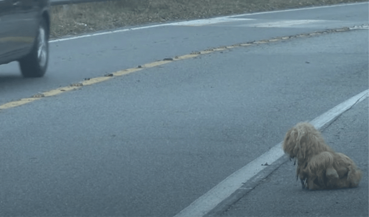 Gematteerde hond staart onophoudelijk naar auto’s gedurende 2 jaar in de hoop dat haar baasje terugkomt