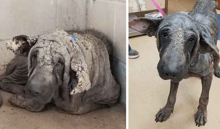 “Standbeeldhond” kwam in de schuilplaats, bleef in de hoek en kon niet bewegen