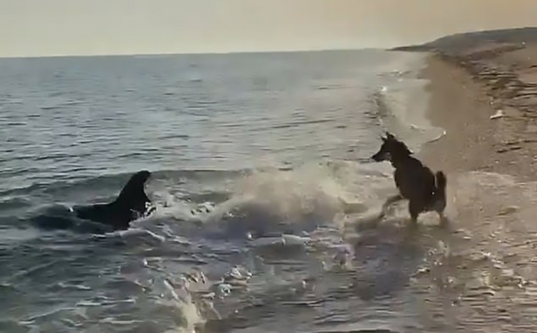 Ongelooflijke video toont hond en dolfijn die samen spelen op het strand