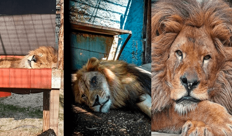 Leefde in de slechtste dierentuin ter wereld, Lion Bob werd gered / Nu heeft hij eten en houden ze van hem