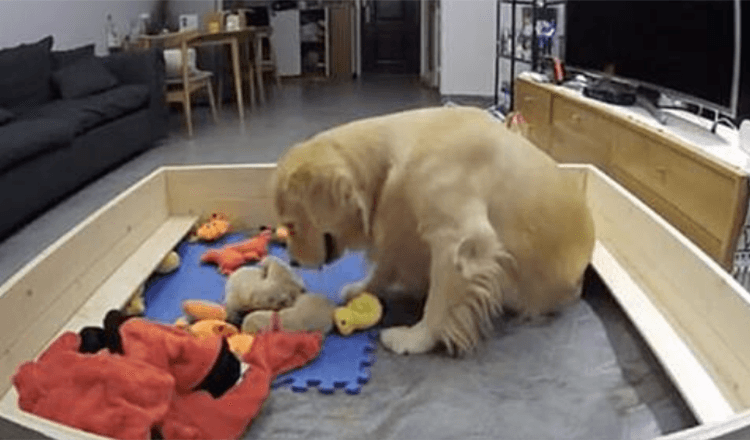 Golden Retriever probeert haar huilende puppy’s te troosten door ze haar speelgoed te brengen