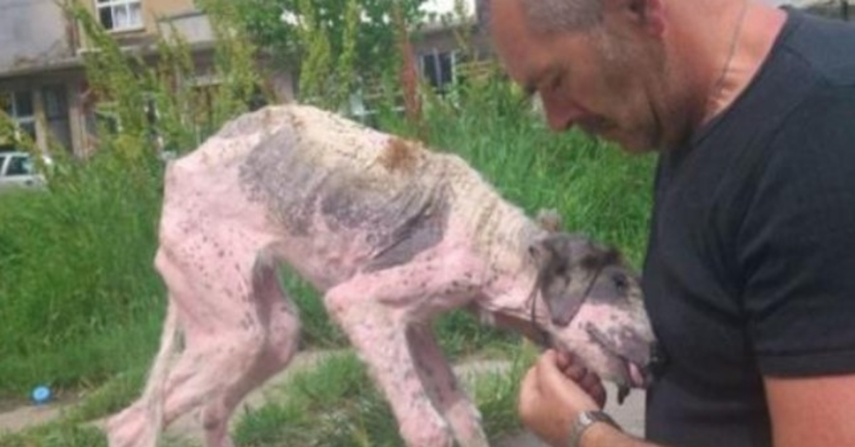 Man doet uiterste poging om straathond op de rand van de dood te redden