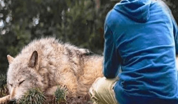 Man redt een wolf die vastzit in een val, vier jaar later redt zij zijn leven