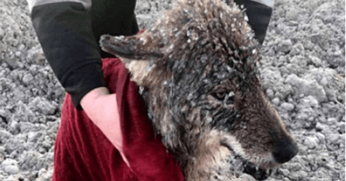 Mannen redden wolf waarvan ze dachten dat het een hond was van verdrinking in ijskoud water