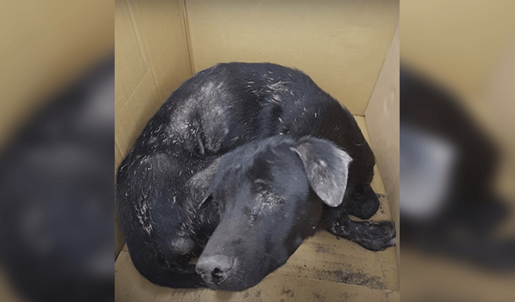 Geblindeerde hond ging liggen en wachtte op de hemel, gespannen om op te staan terwijl een vrouw schreeuwde