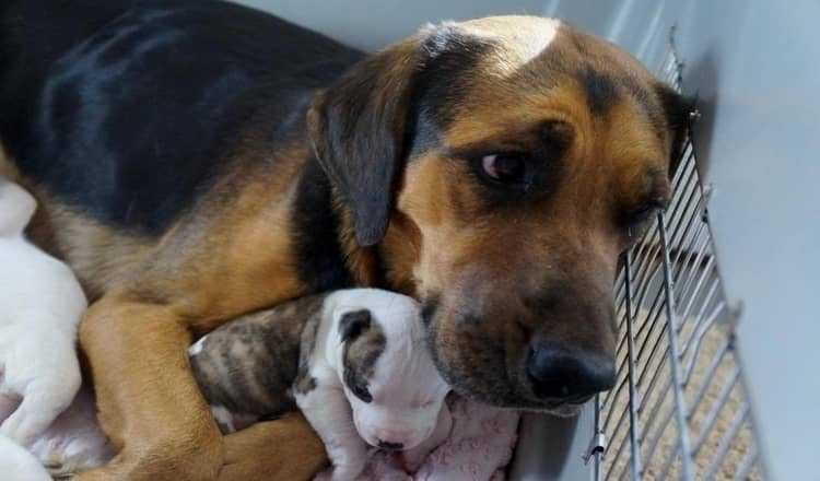 Man dreigt puppy’s te verdrinken, maar een vrouw en haar hond hebben ze een thuis gegeven