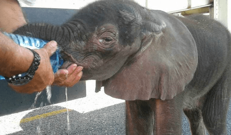 Kleine olifant komt uit het niets, hij werd tegengehouden door een groep vrachtwagenchauffeurs